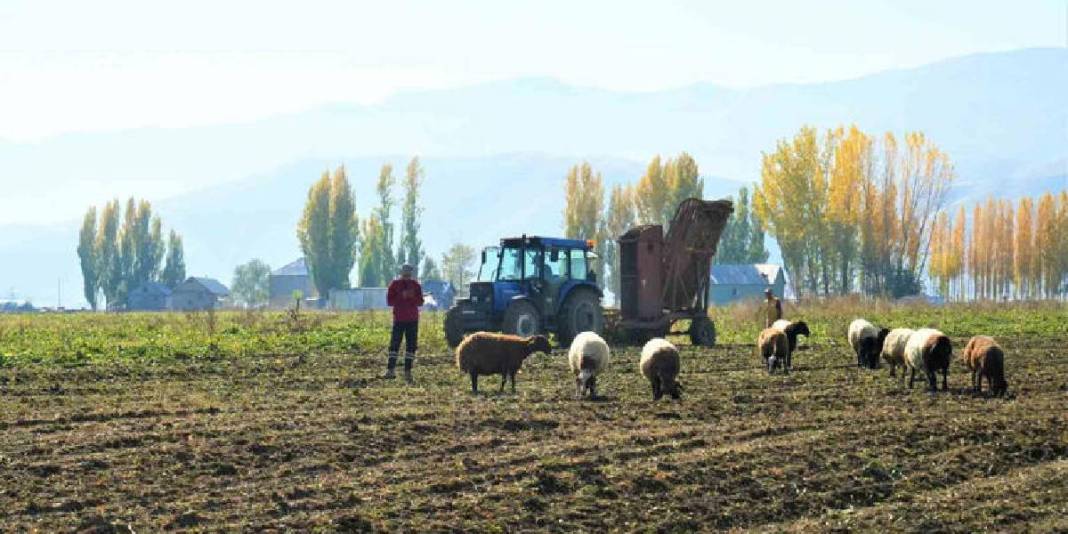 Yağmur, soğuk dinlemiyor el birliğiyle hasat ediyorlar! Verim her şeyi unutturuyor: Ay sonuna kadar devam ediyor 2